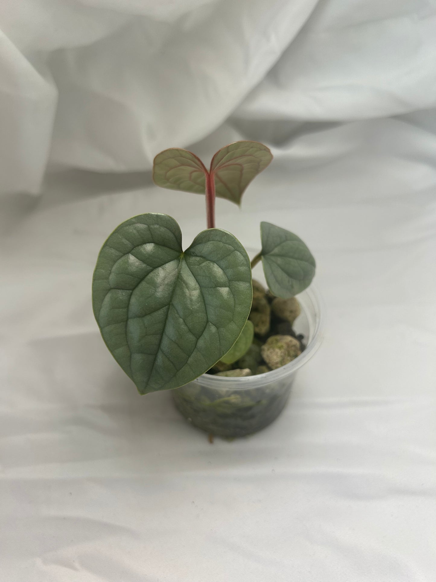 Anthurium Luxurians