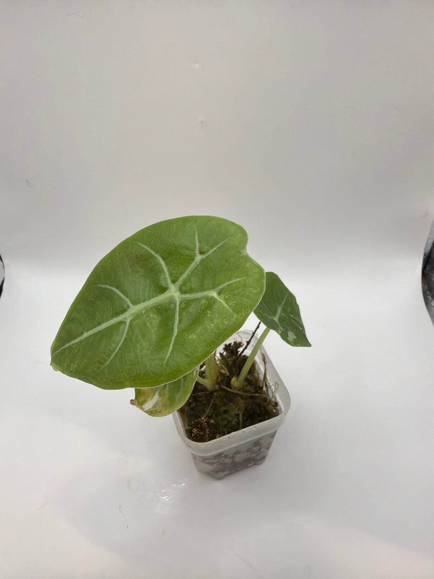 Alocasia Watsoniana Pink Doff Variegata