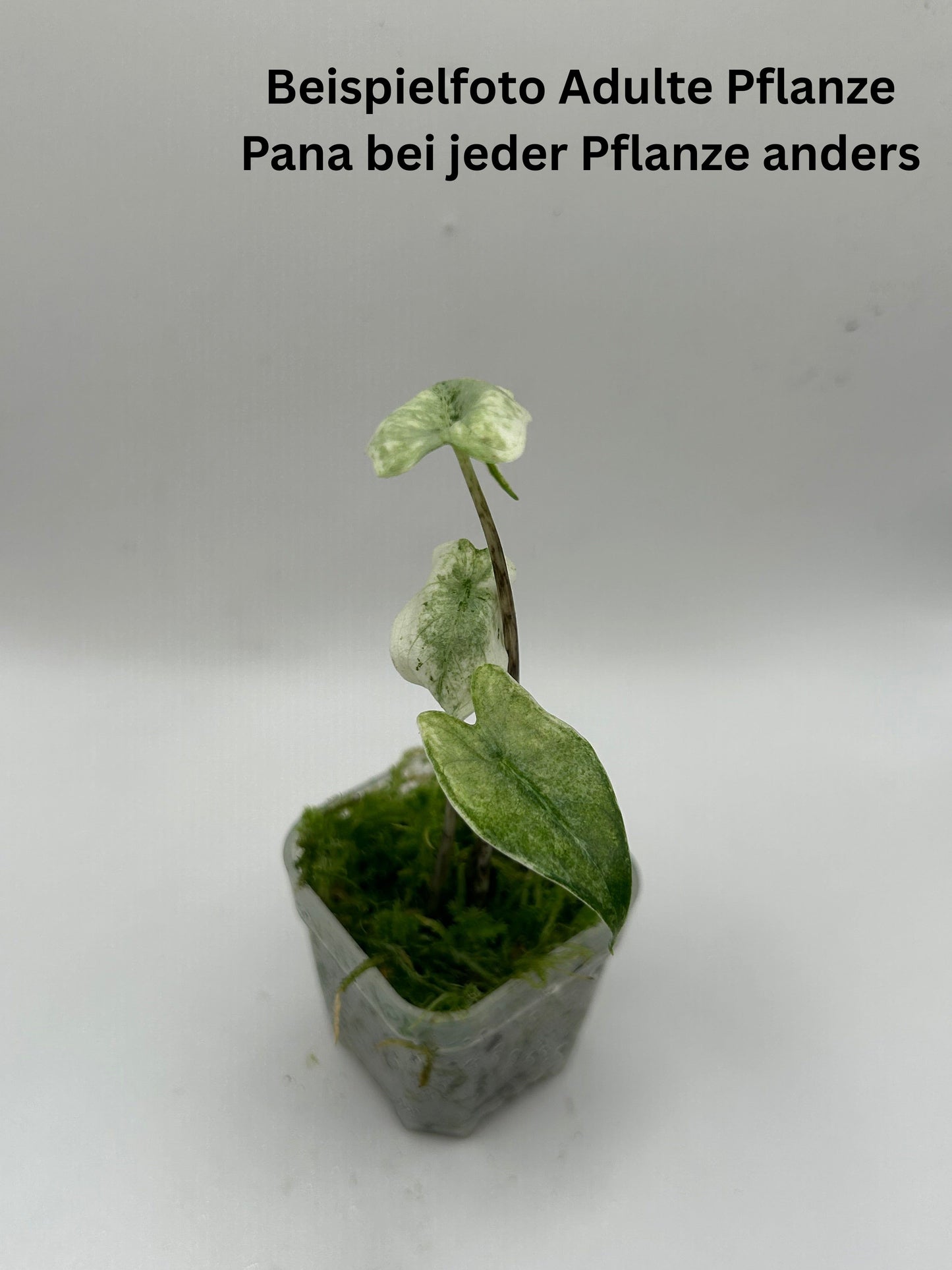 Alocasia Zebrina Mint – TC