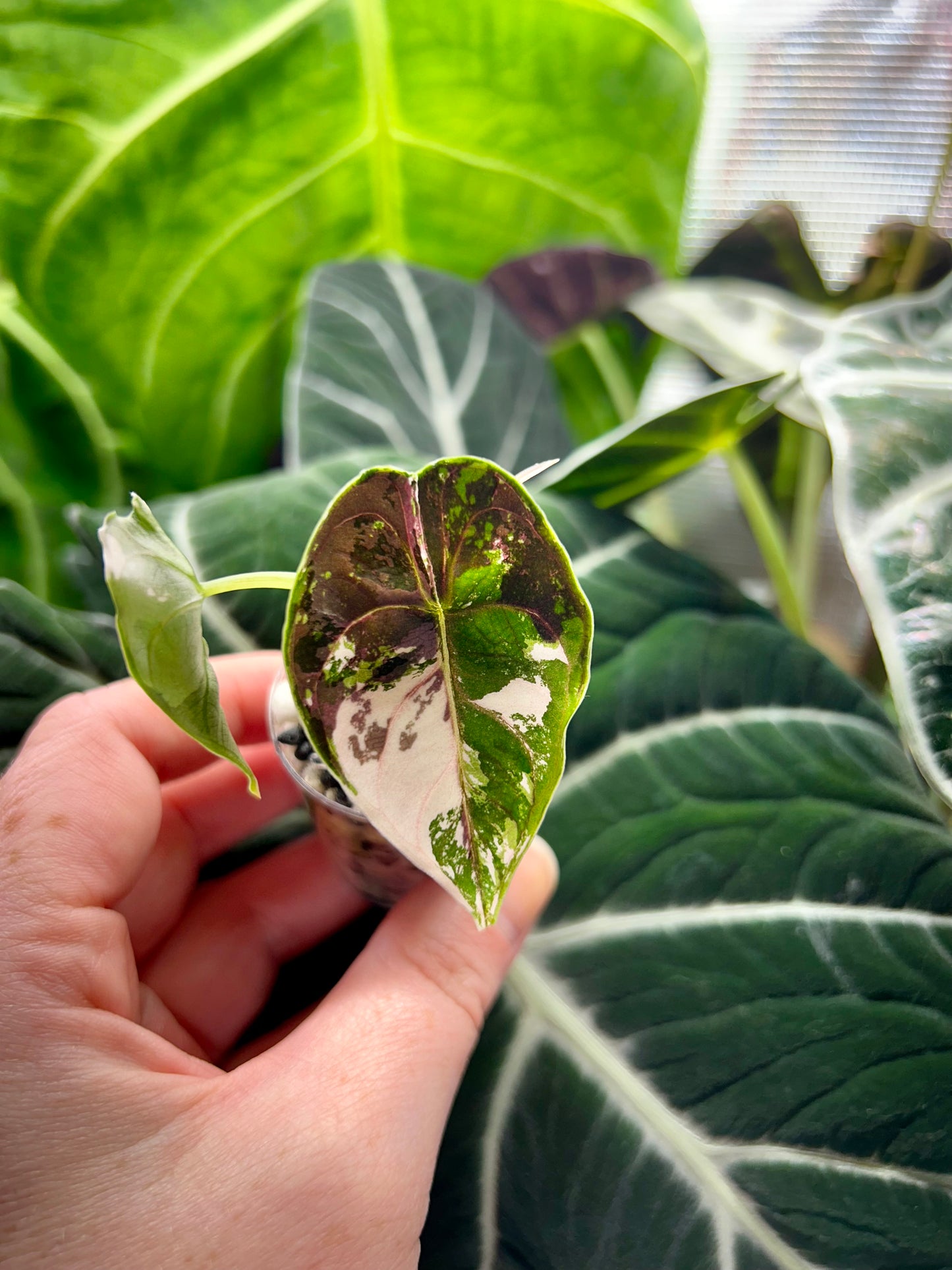 Alocasia Azlanii Albo Pink Variegata TC