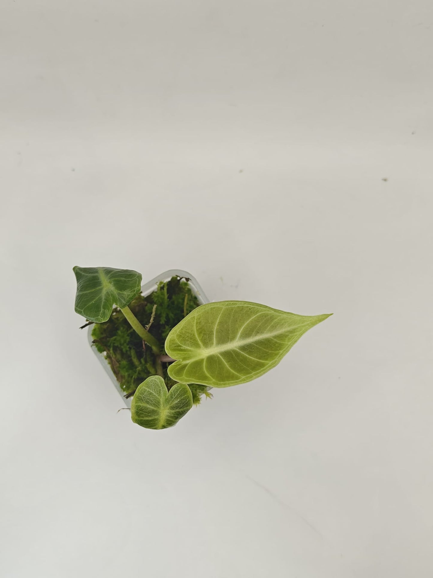 Alocasia Crystal