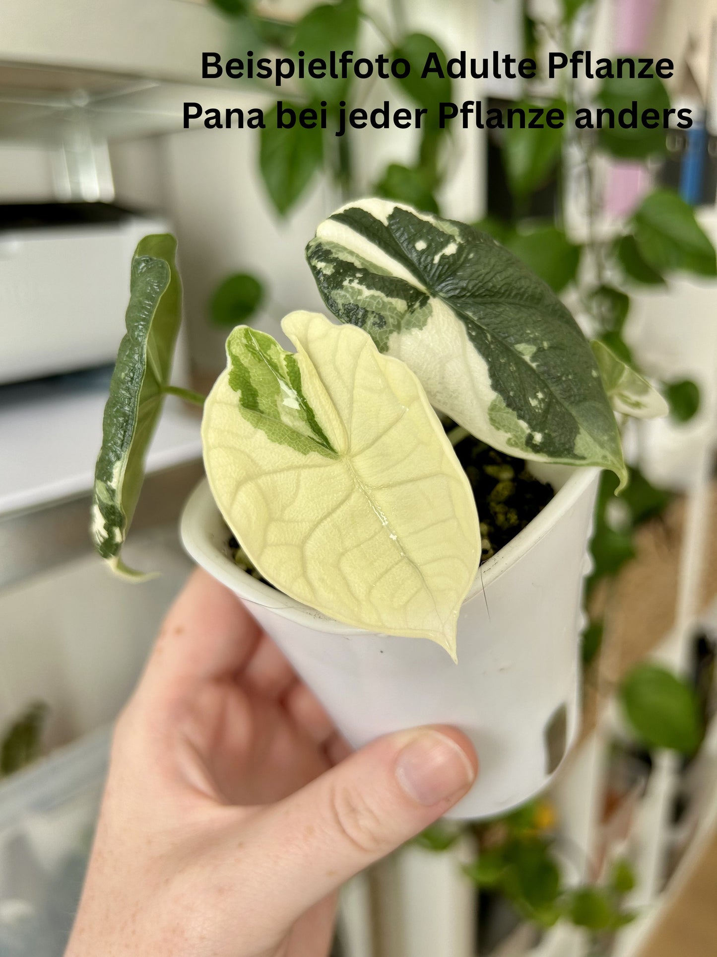 Alocasia Melo Albo