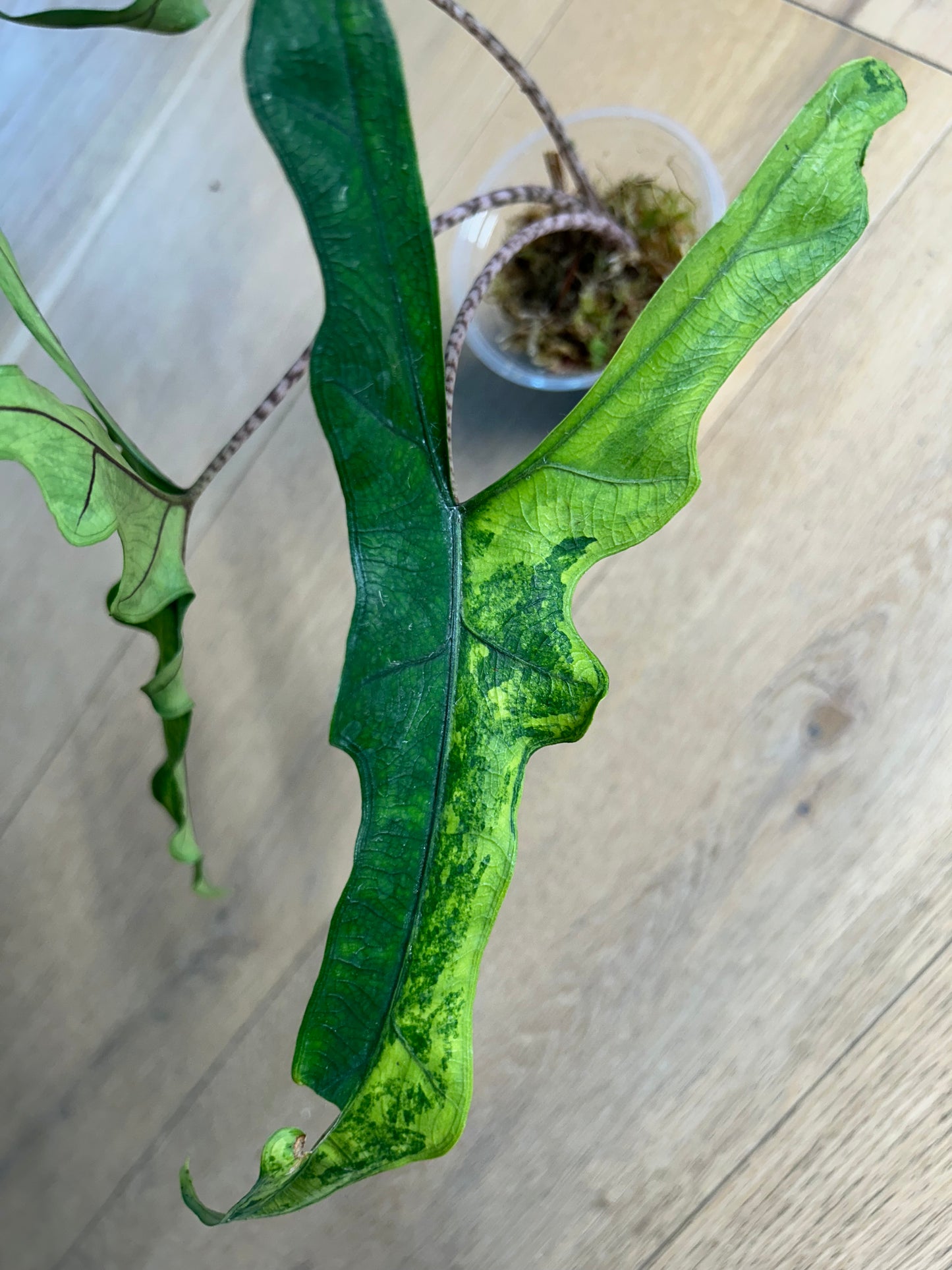 Alocasia Sabrina Aurea Variegata Rhizom
