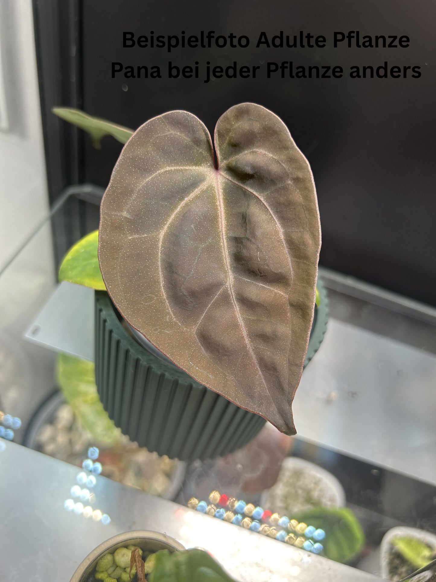 Anthurium Purple Crystallinum – TC