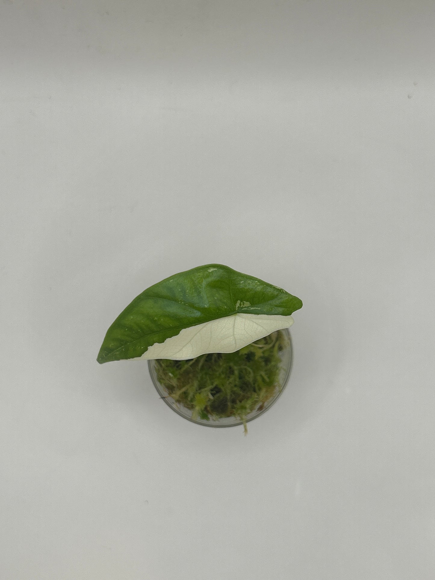 Alocasia Simpo Albo