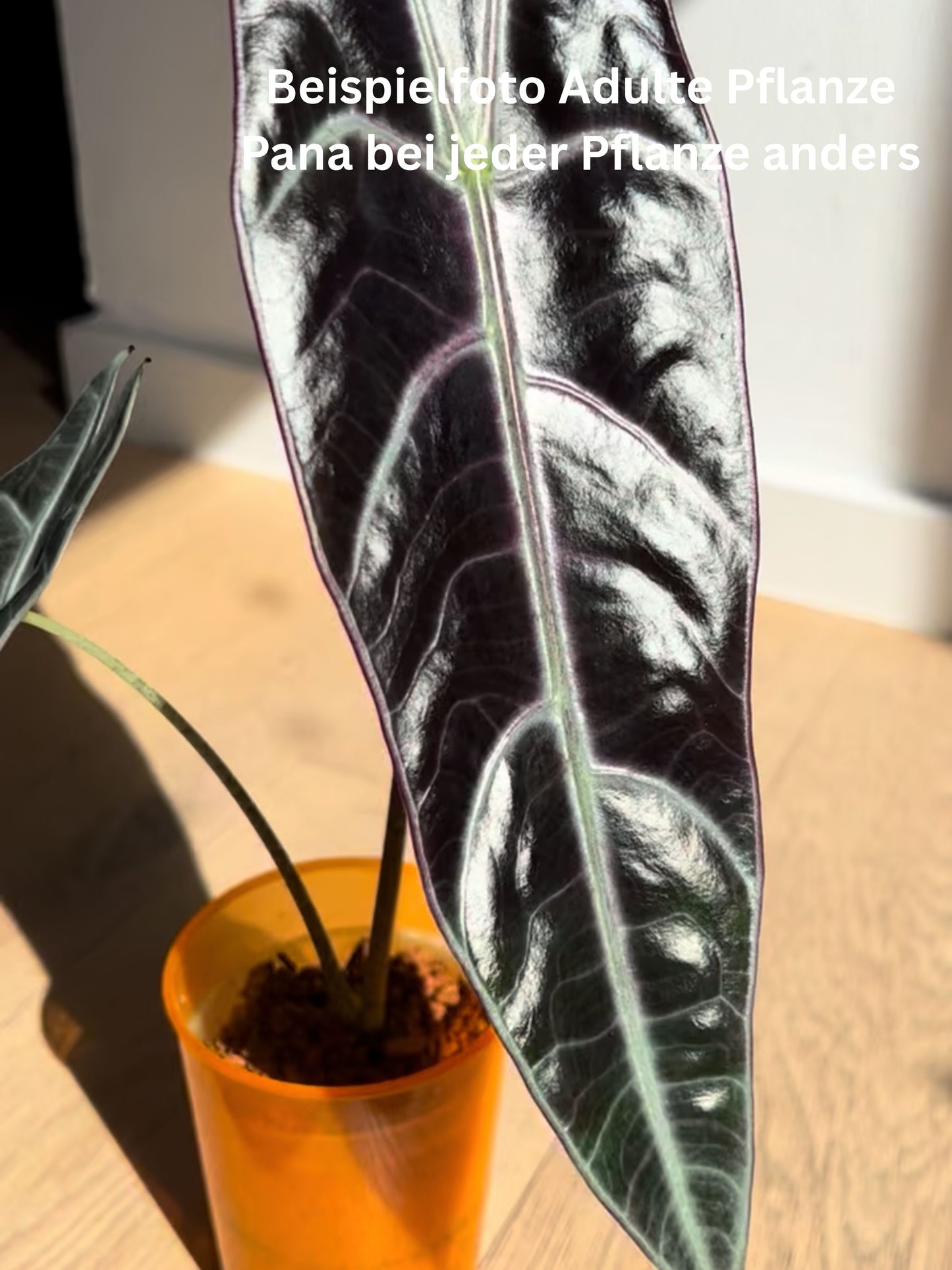 Alocasia Longiloba Purple - TC