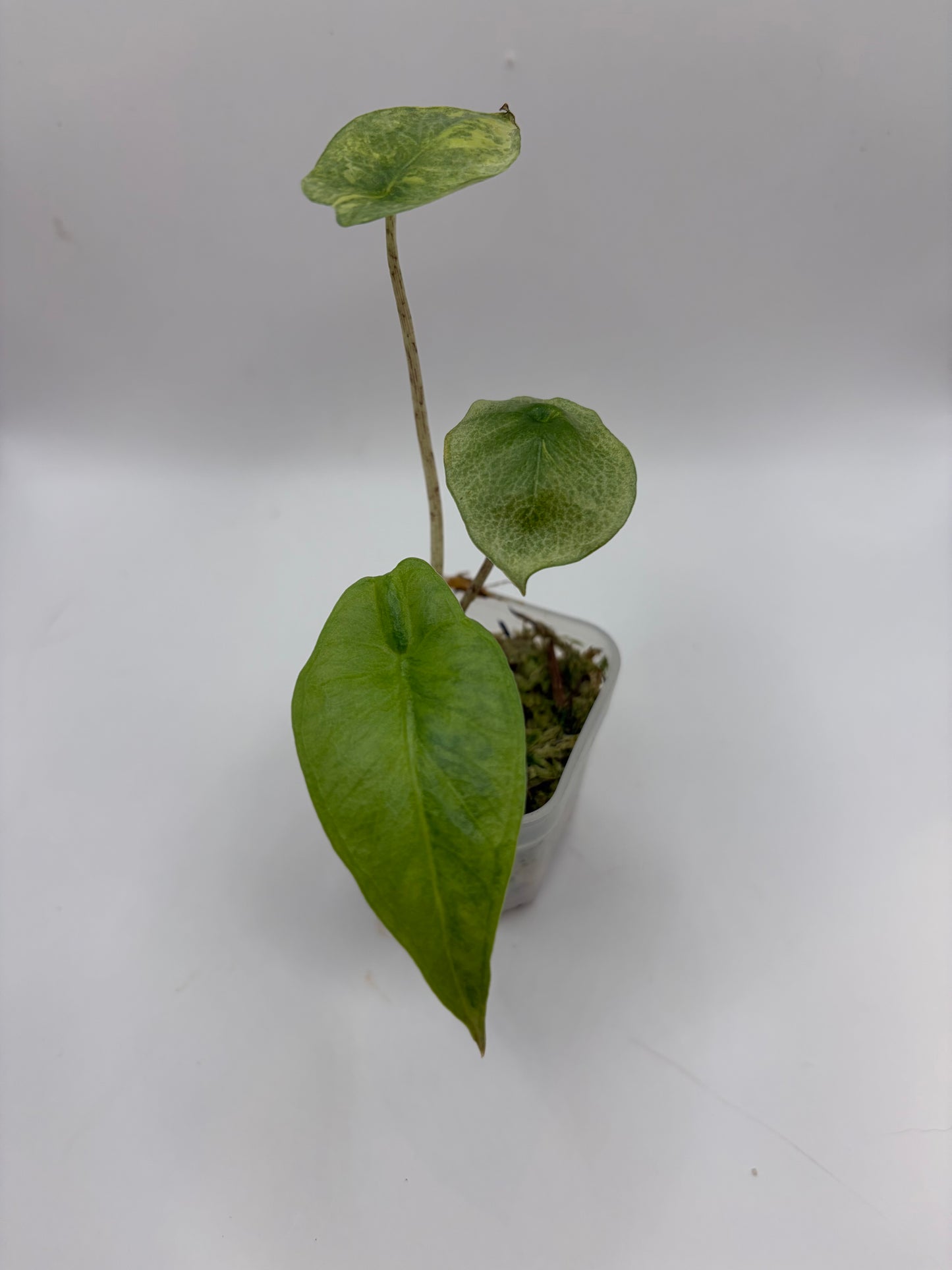 Alocasia Heterophylla Metallic Blue Aurea