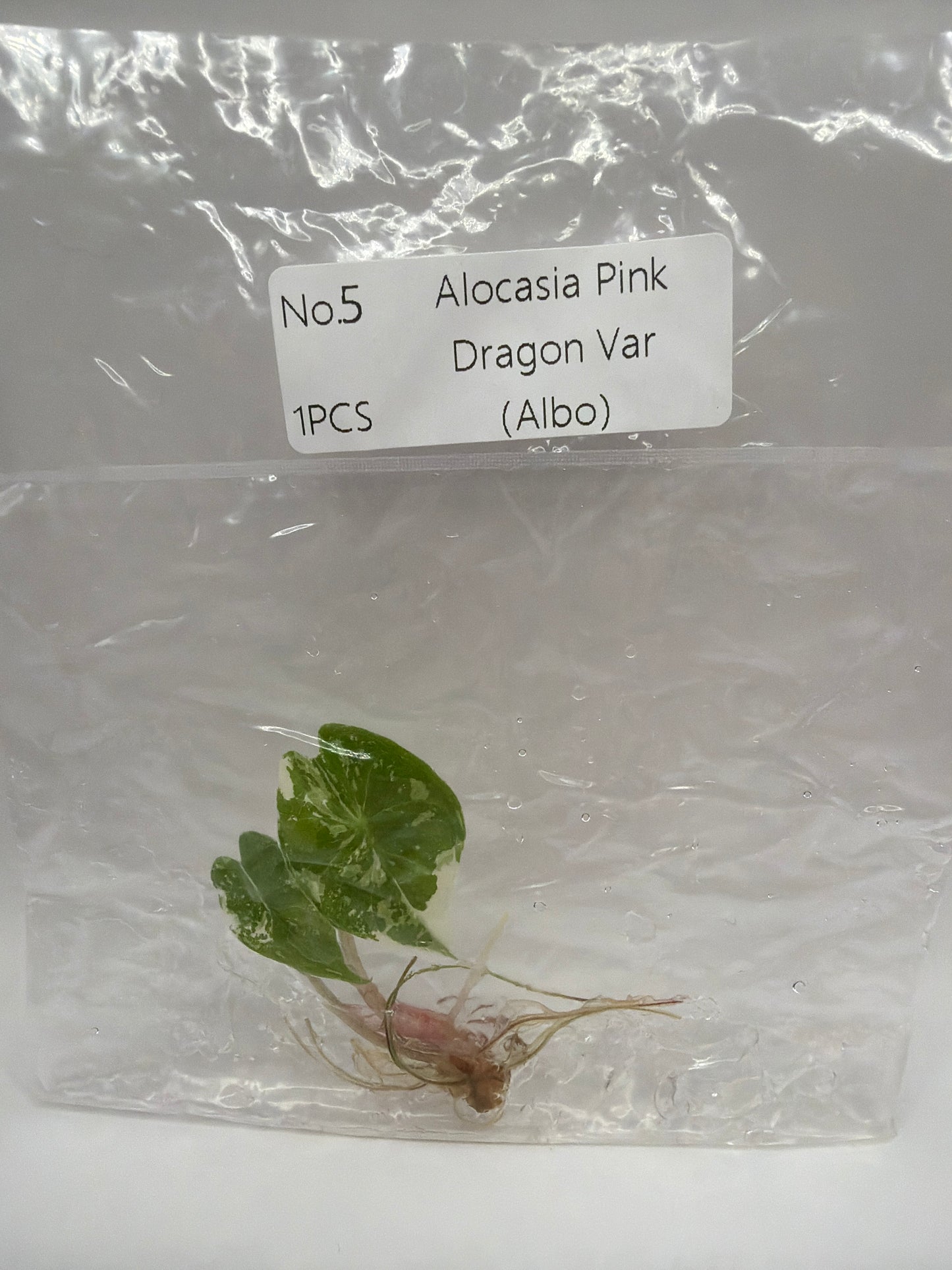 Alocasia Pink Dragon Albo - TC