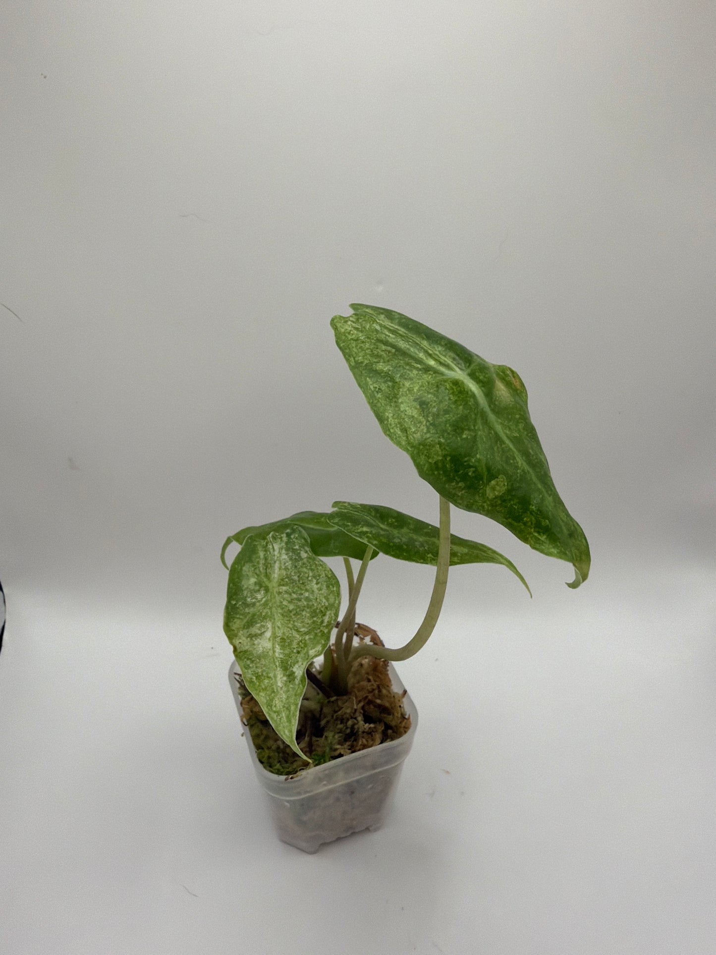 Alocasia Black Satun Stardust Variegata