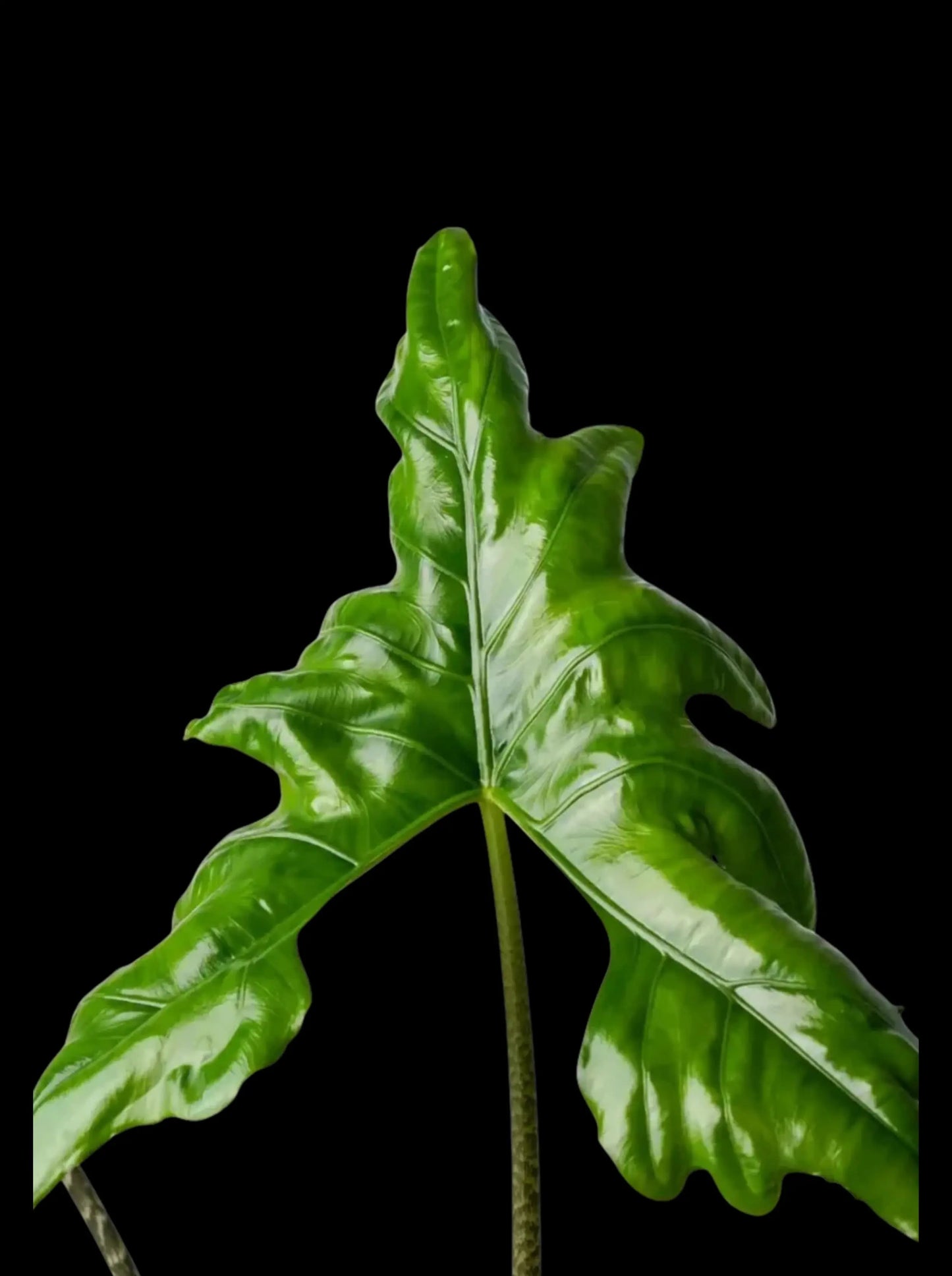 Alocasia Batwing Rhizom - annikas_plantland