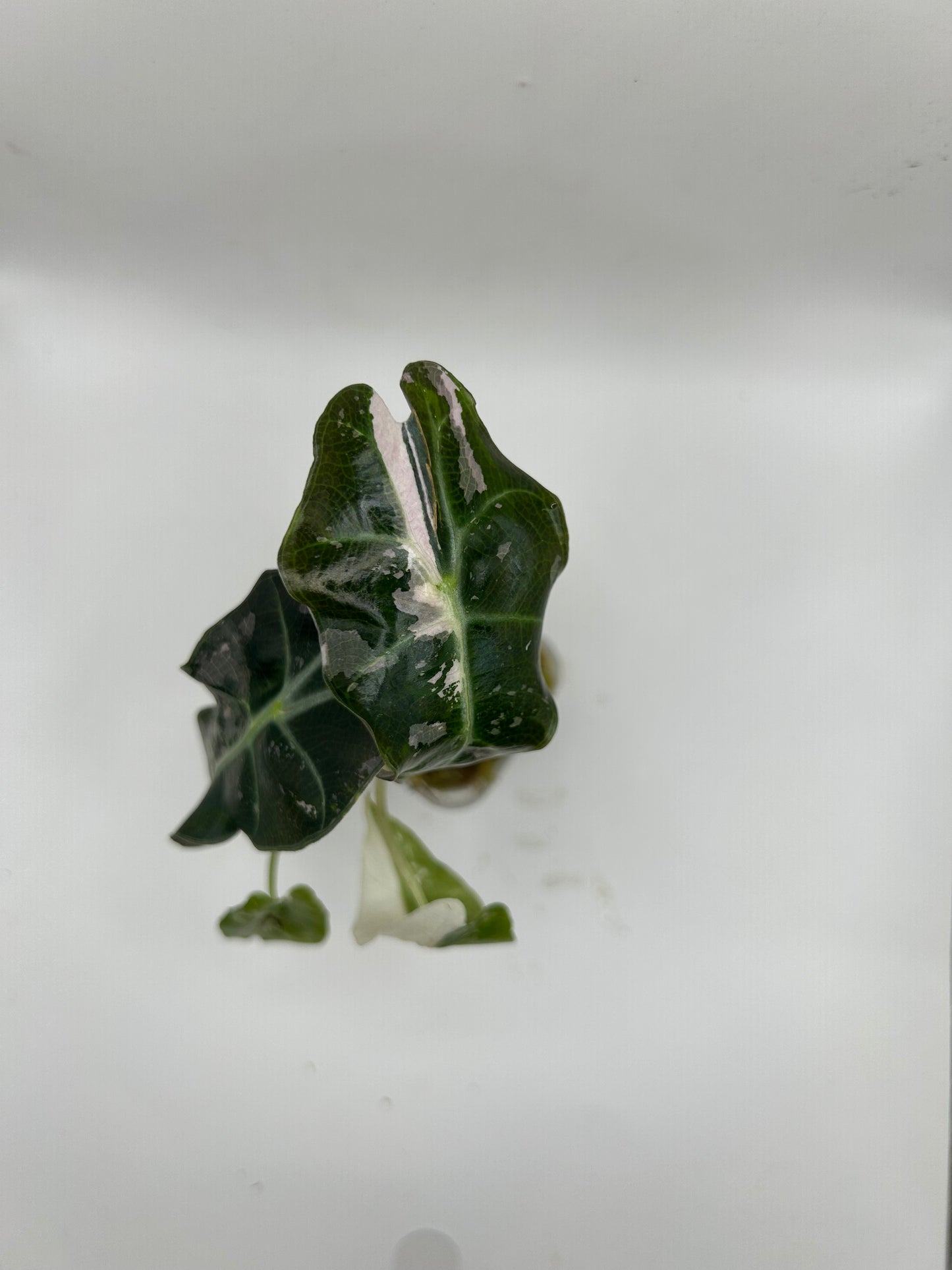 Alocasia Polly Snowflake