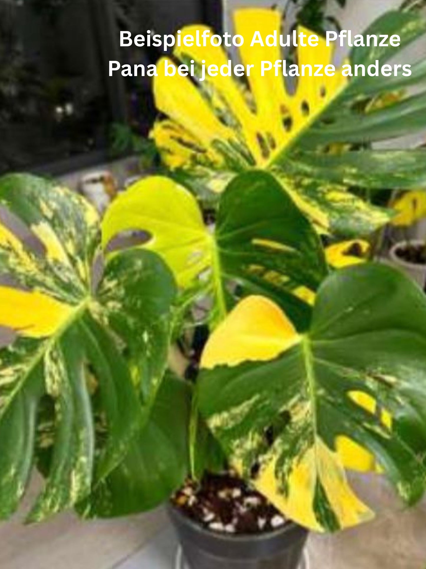 Monstera Lemon Pom Pom TC