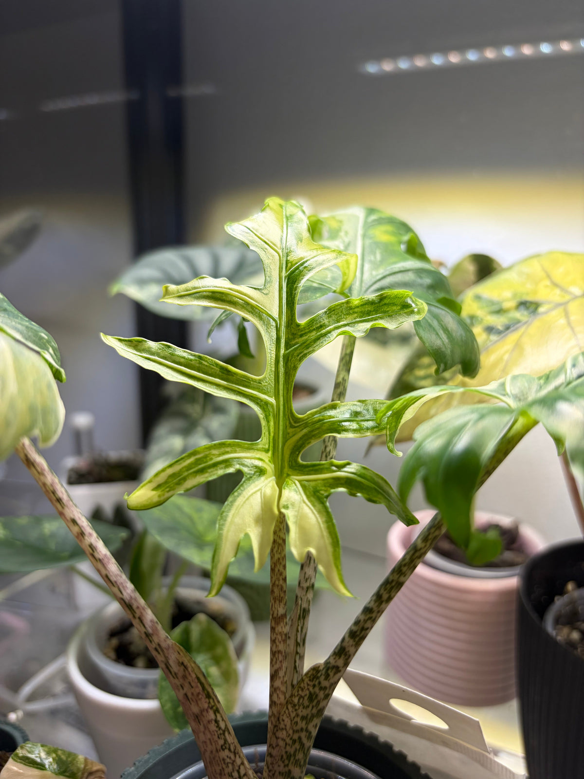 Alocasia