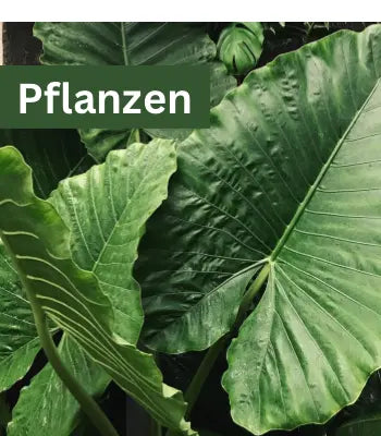 Pflanzen