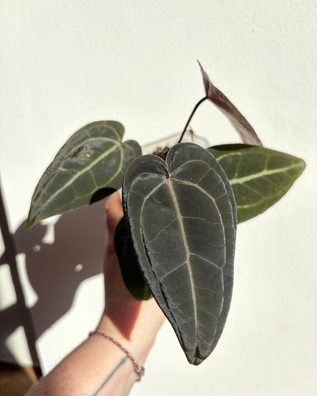 Anthurium