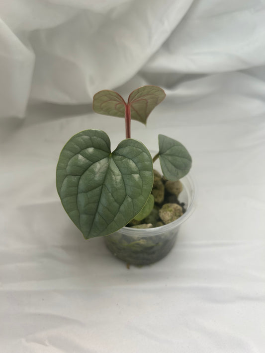 Anthurium Luxurians