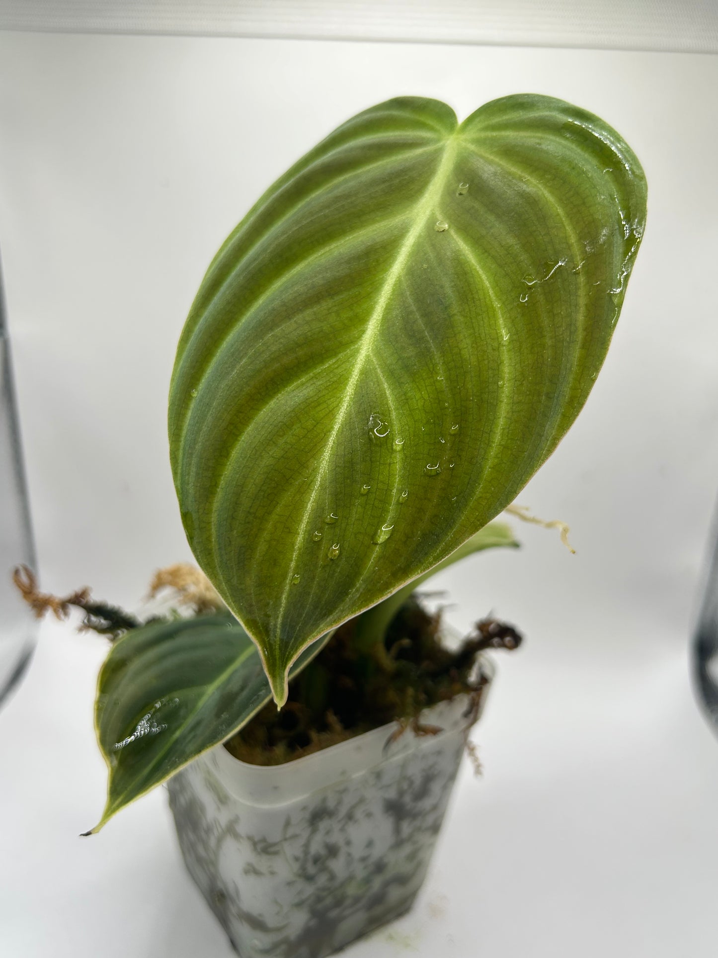 Philodendron Melanochrysum