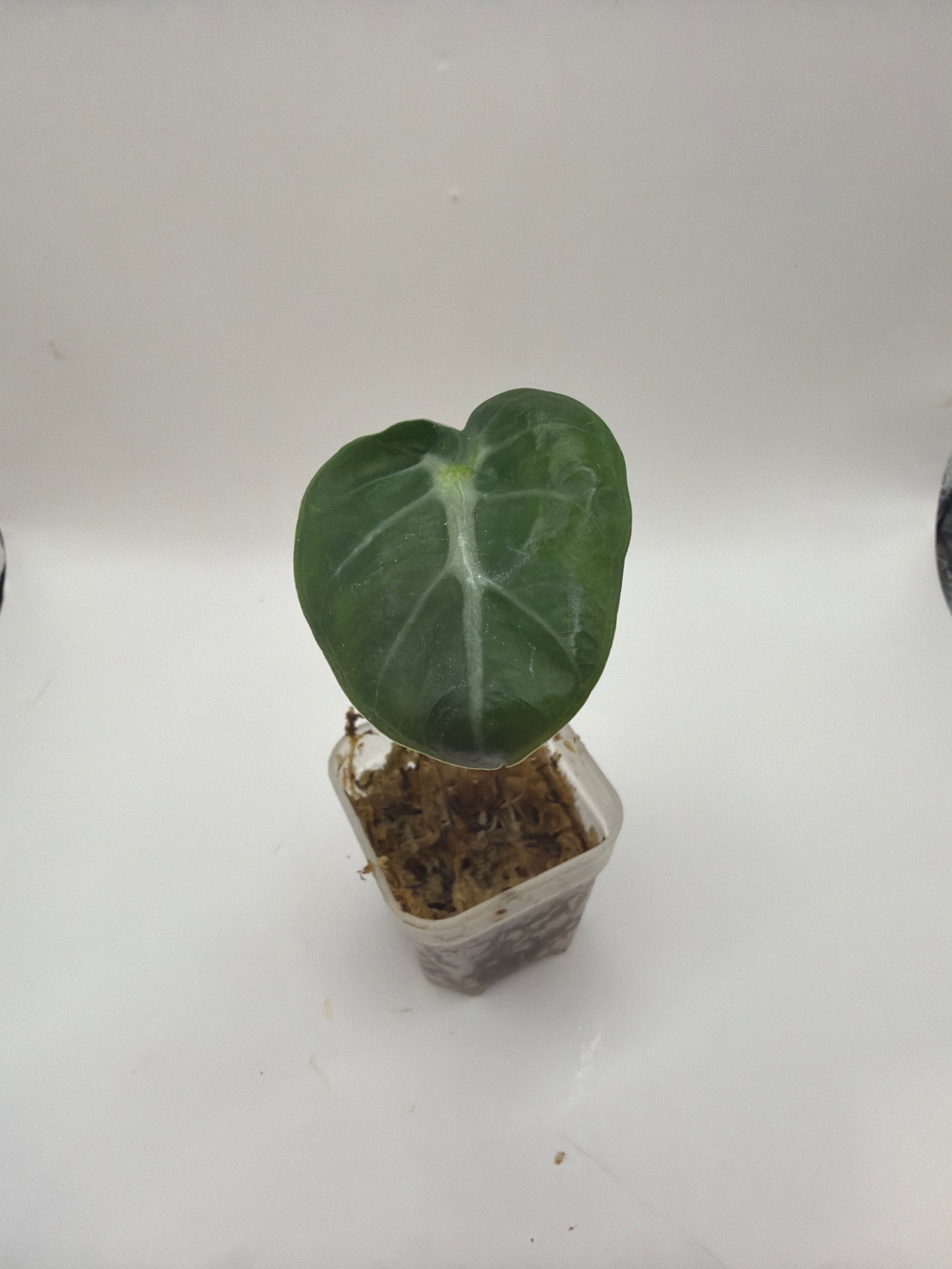 Alocasia Balloon Heart