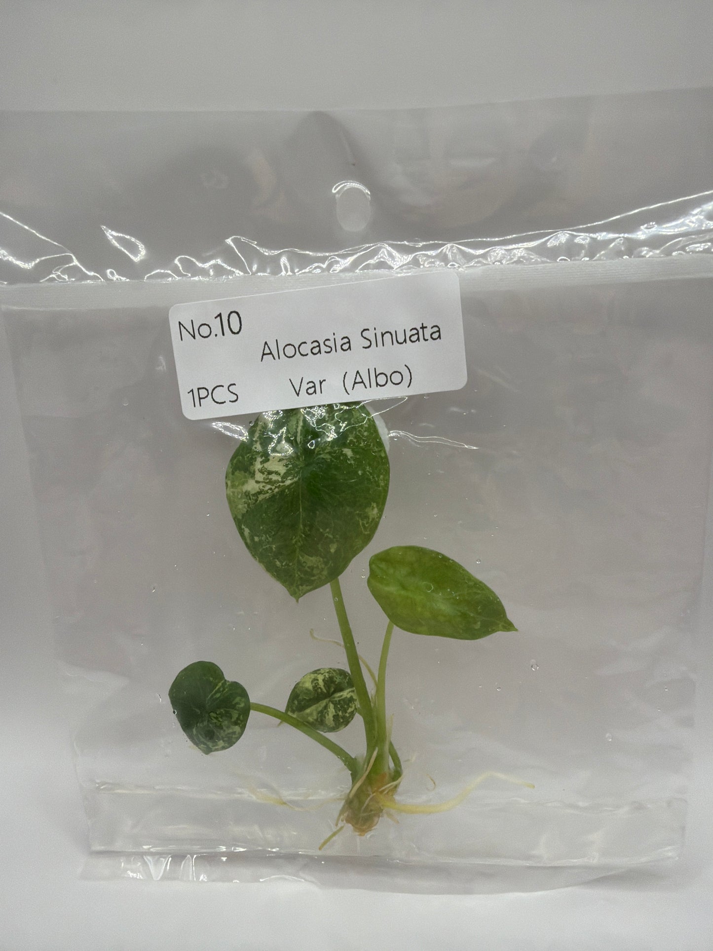 Alocasia Sinuata Albo - TC