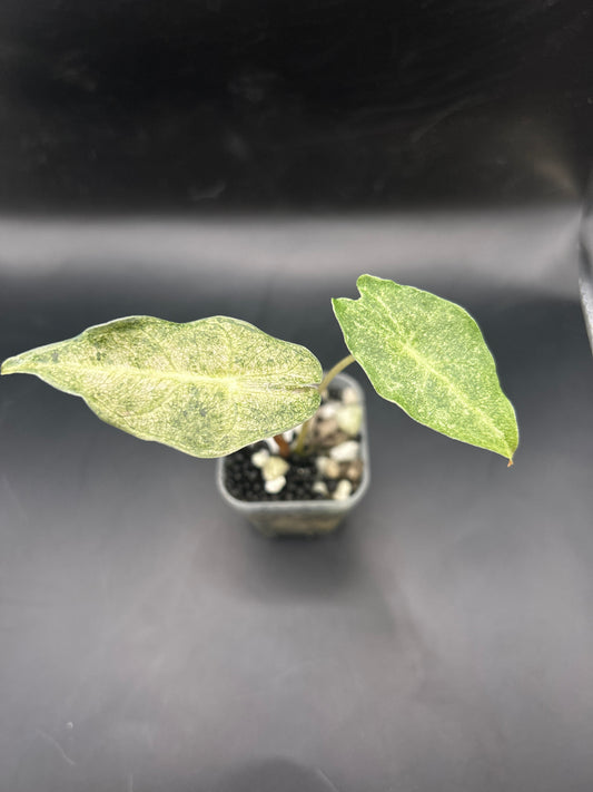 Alocasia Longiloba Black Satun Stardust Variegata