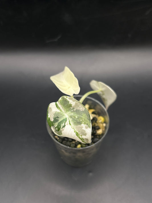 Alocasia Black Velvet Albo Pink Variegata