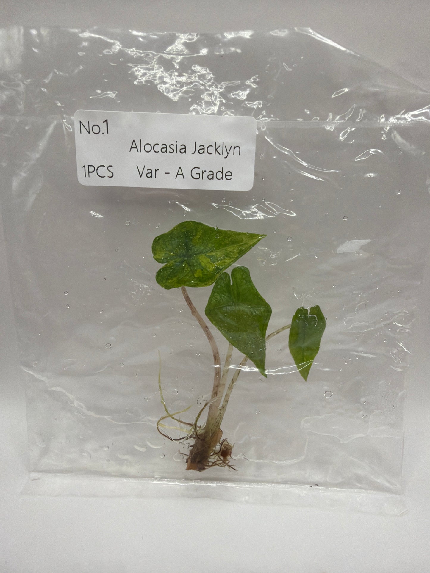 Alocasia Jacklyn Var - A Grade - TC