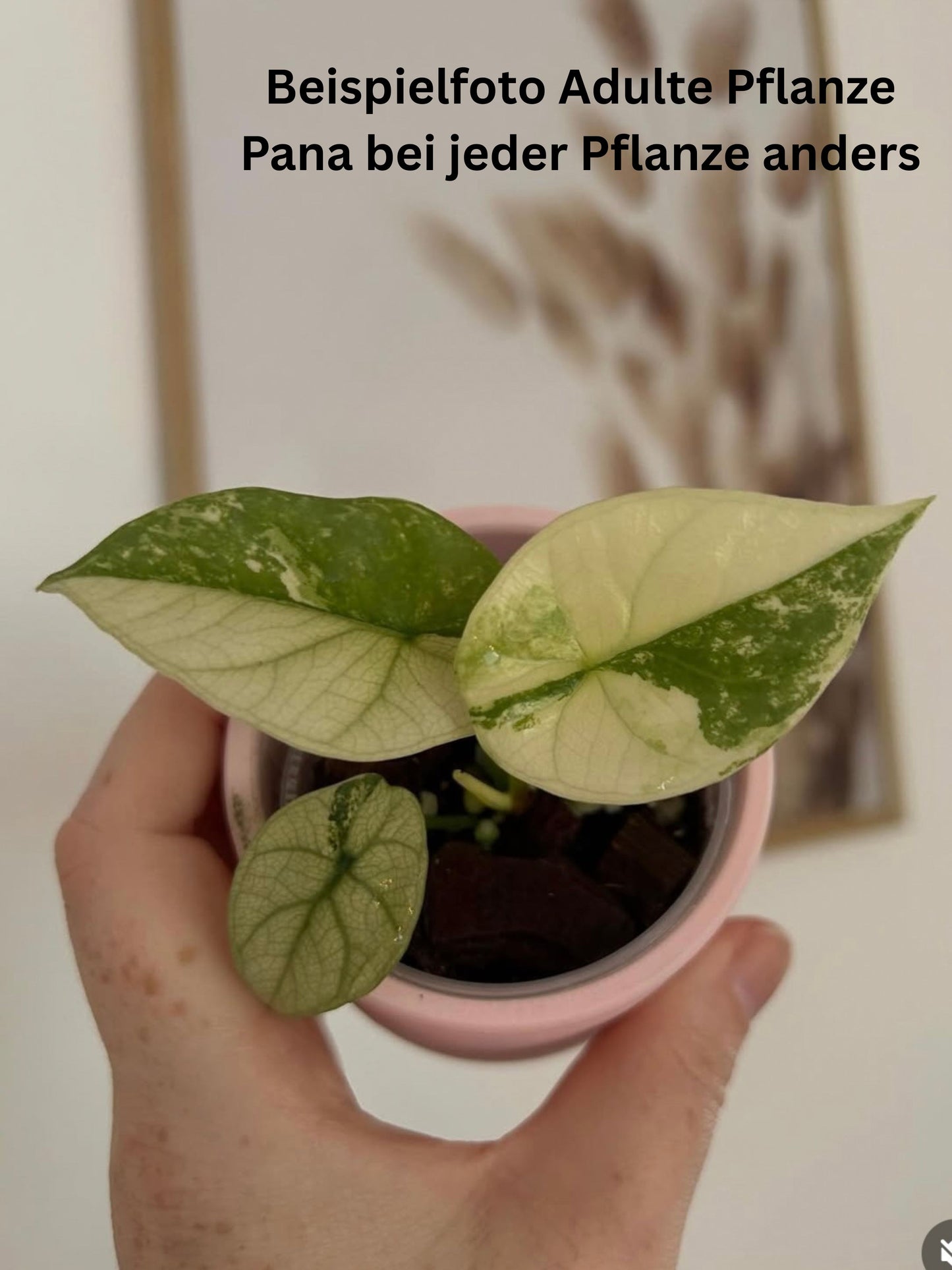 Alocasia Sinuata Albo - TC