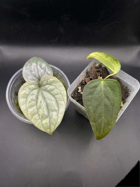 Doppelpack Anthurium