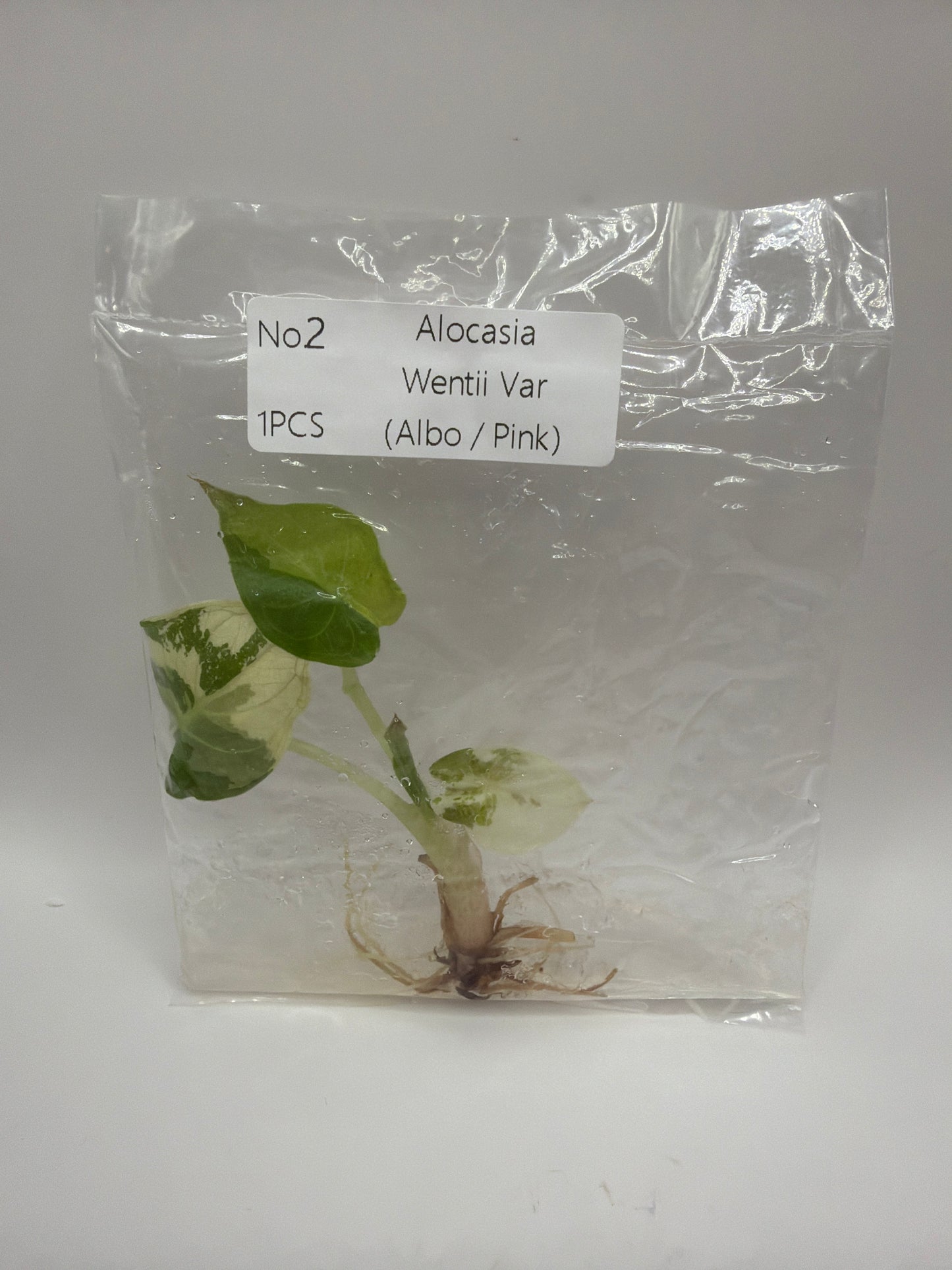 Alocasia Wentii Albo Pink Variegata - TC