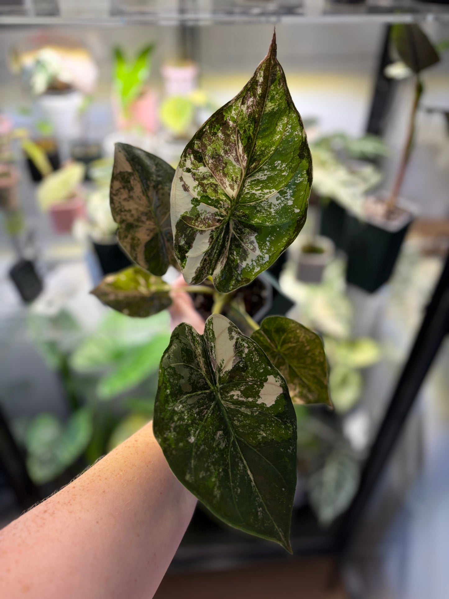 Alocasia Wentii Albo / Pink