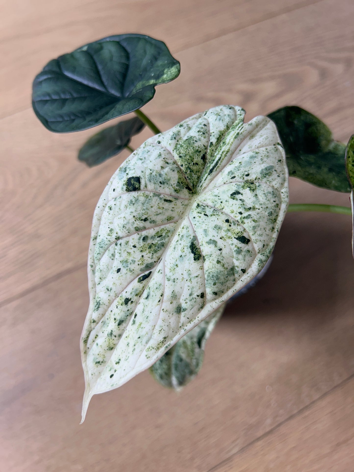 Alocasia Dragon Scale Mint Rhizom