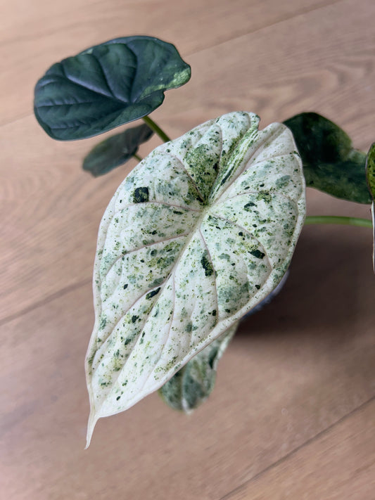 Alocasia Dragon Scale Mint Rhizom