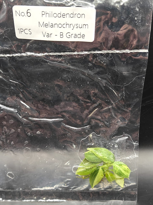 Philodendron Melanochrysum Variegata – B Grade - TC