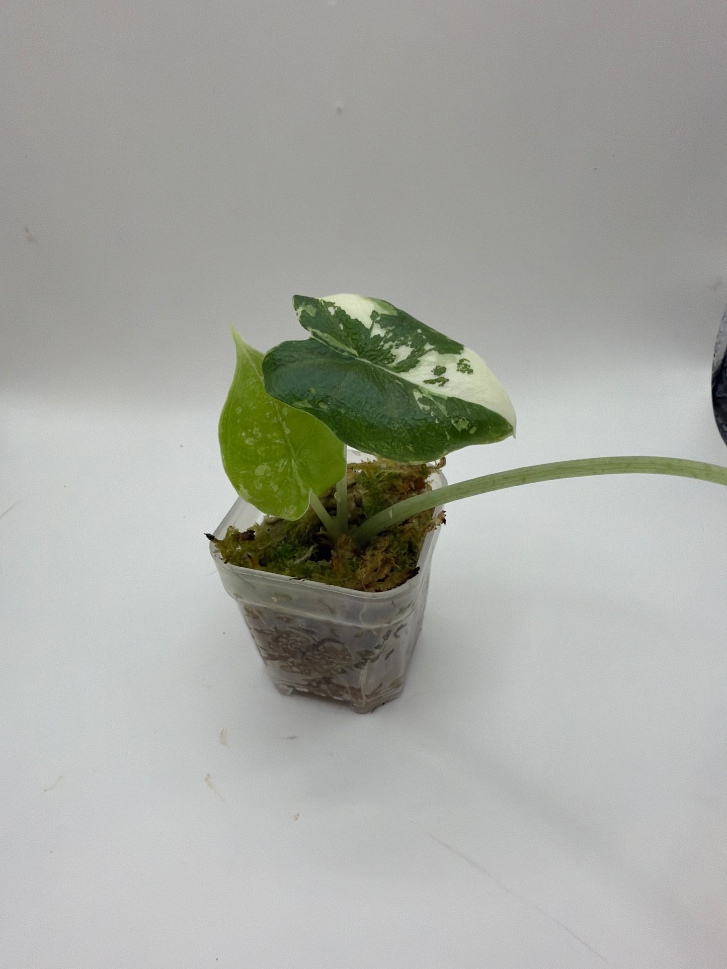 Alocasia Melo Albo