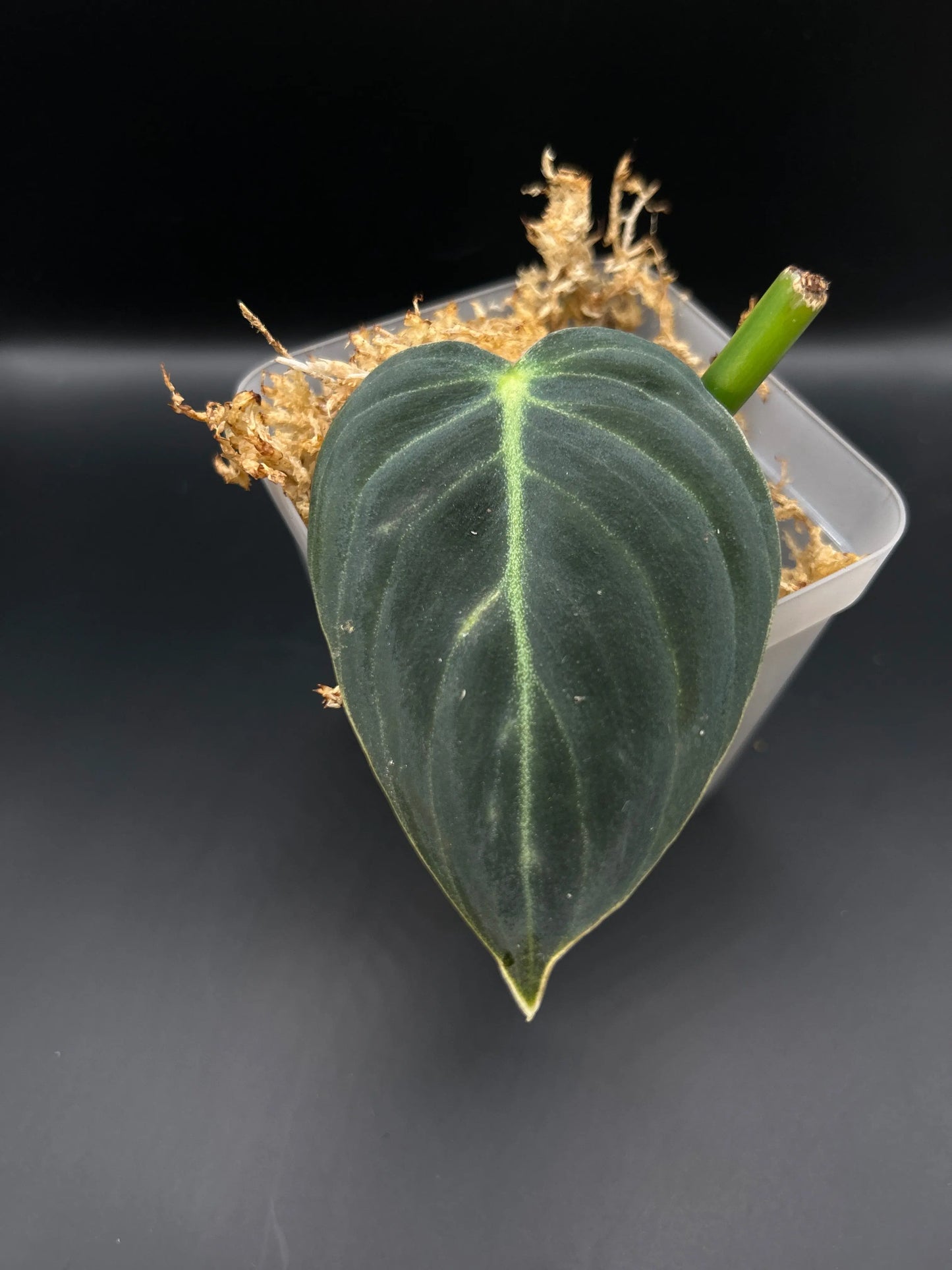 Philodendron Melanochrysum - annikas_plantland