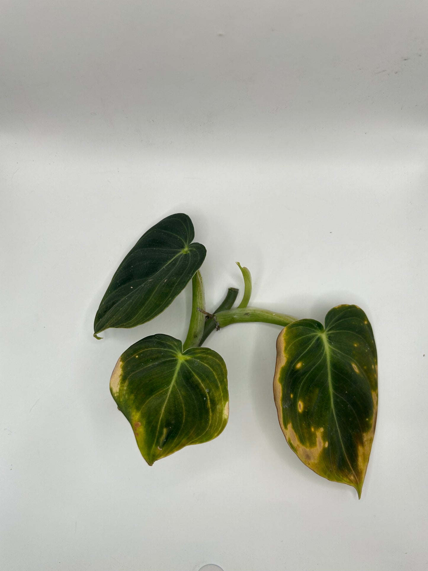 Philodendron Melanochrysum