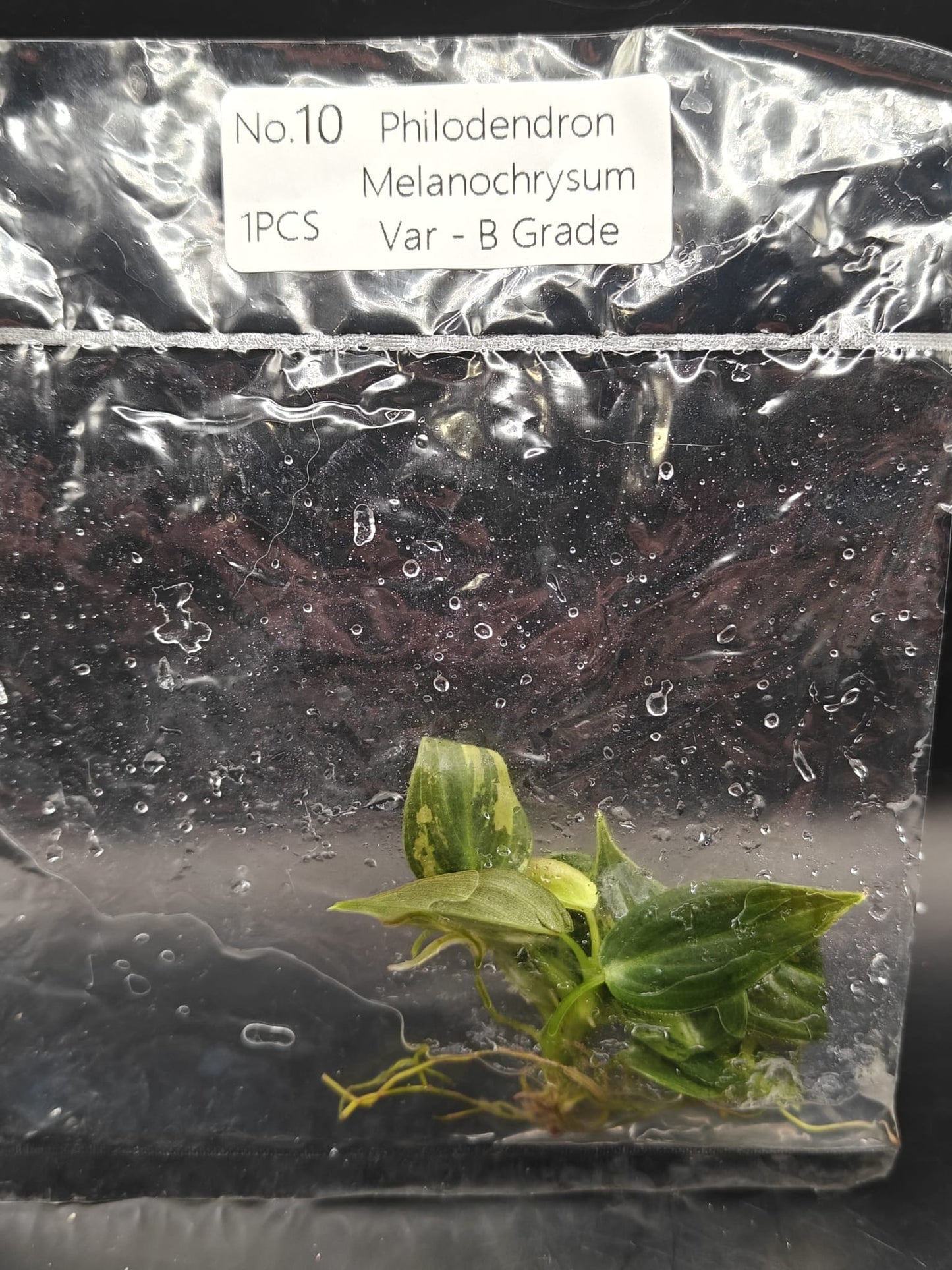 Philodendron Melanochrysum Variegata – B Grade - TC