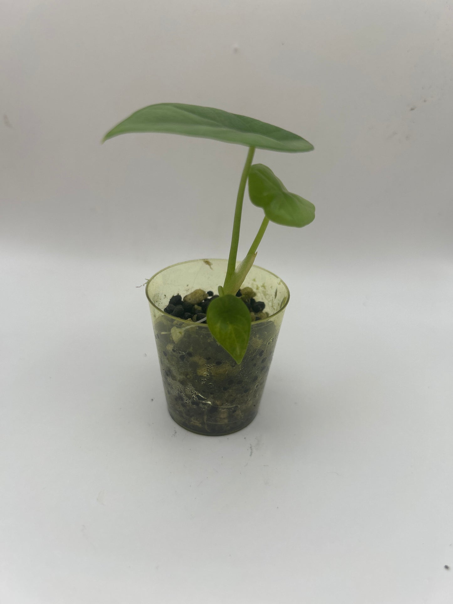 Alocasia Sinuata