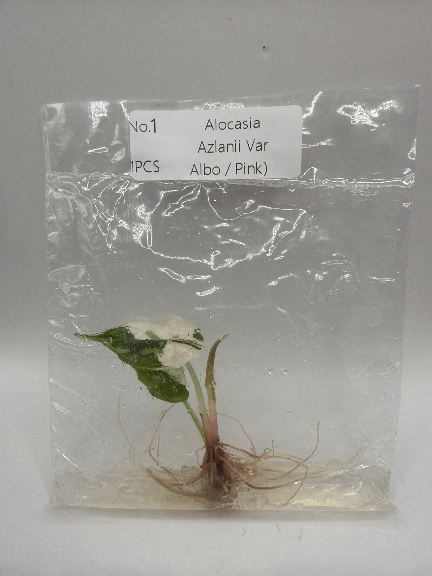 Alocasia Azlanii Albo Pink Variegata TC