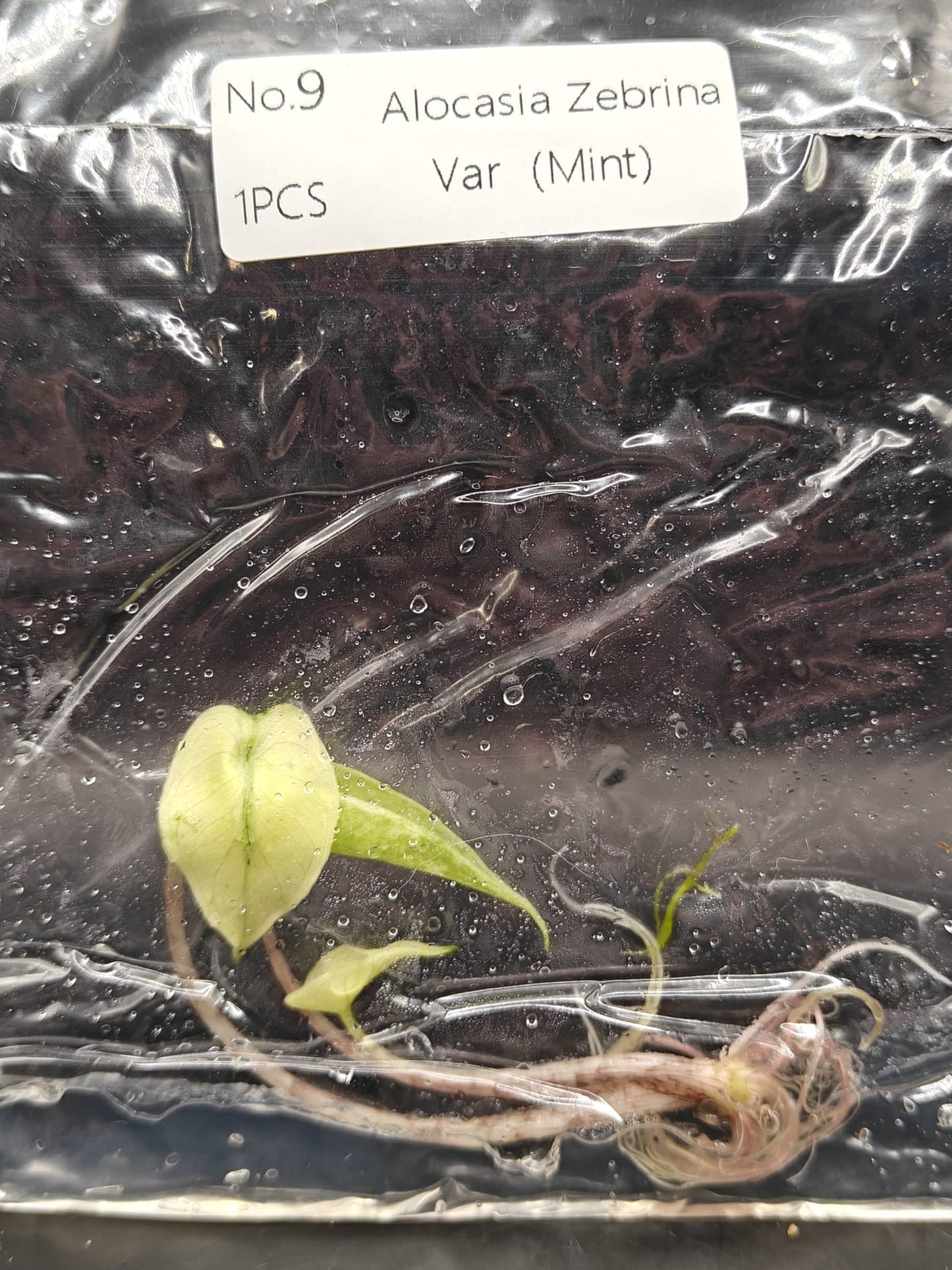 Alocasia Zebrina Mint Variegata - TC