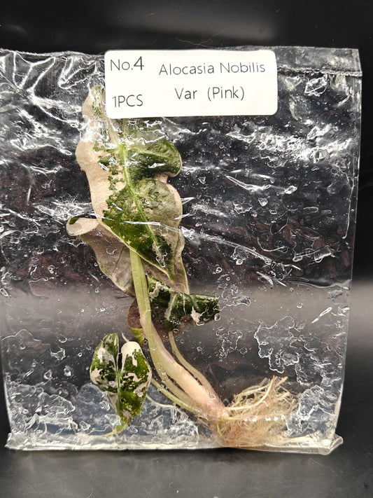 Alocasia Nobilis Pink Variegata - TC