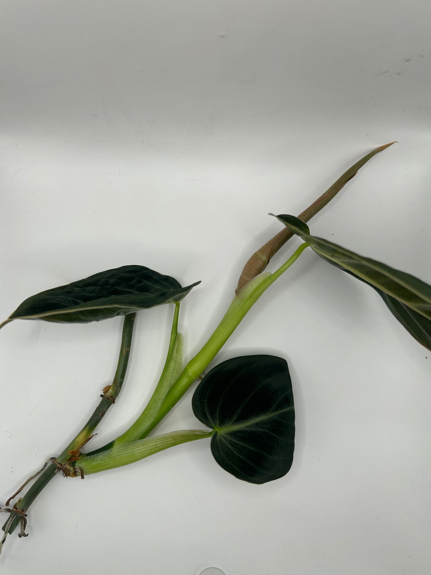 Philodendron Melanochrysum