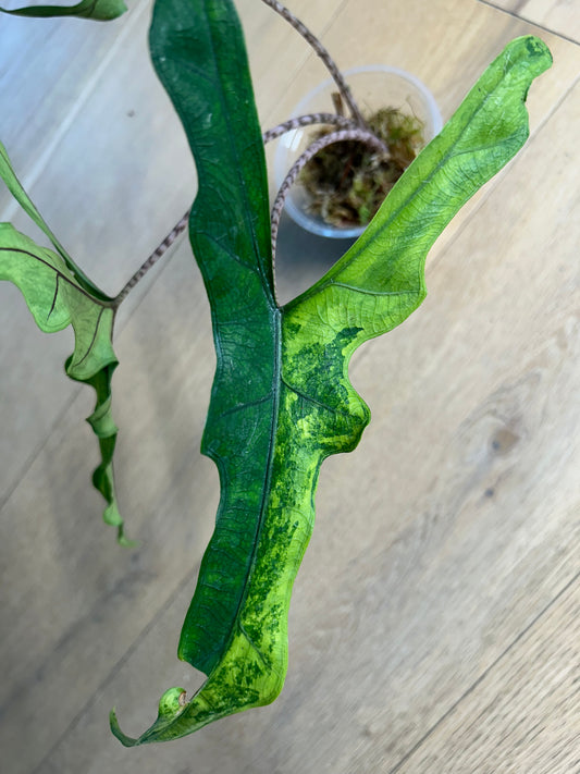 Alocasia Sabrina Aurea Variegata Rhizom