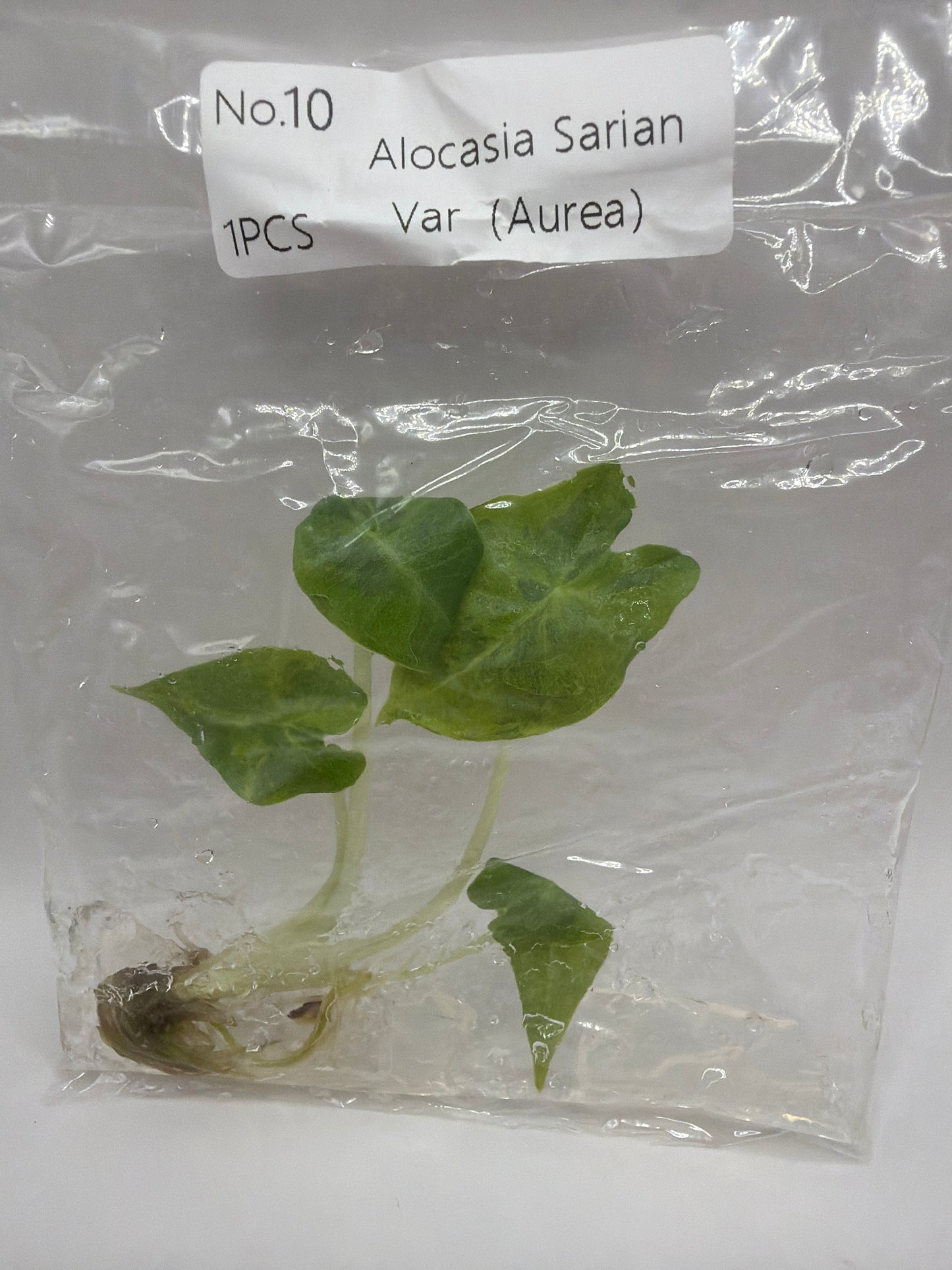 Alocasia Sarian Aurea - TC