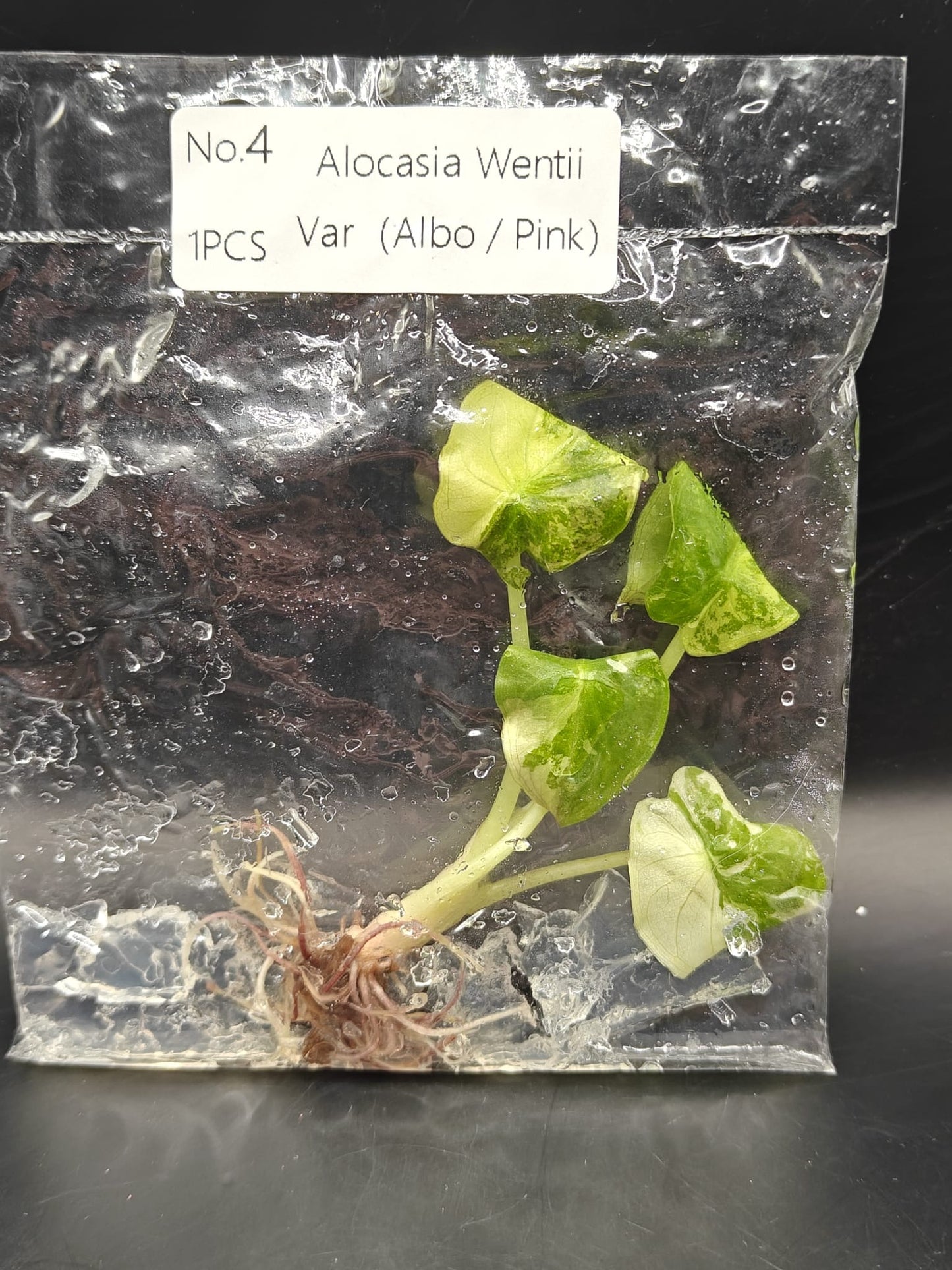 Alocasia Wentii Albo / Pink Variegata - TC