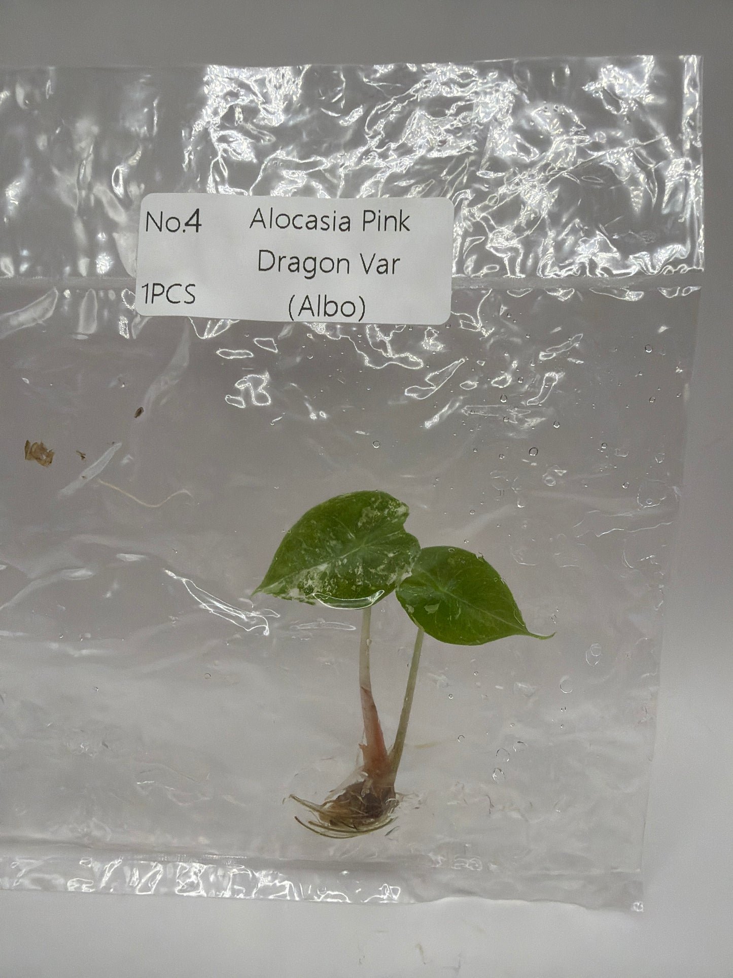 Alocasia Pink Dragon Albo - TC