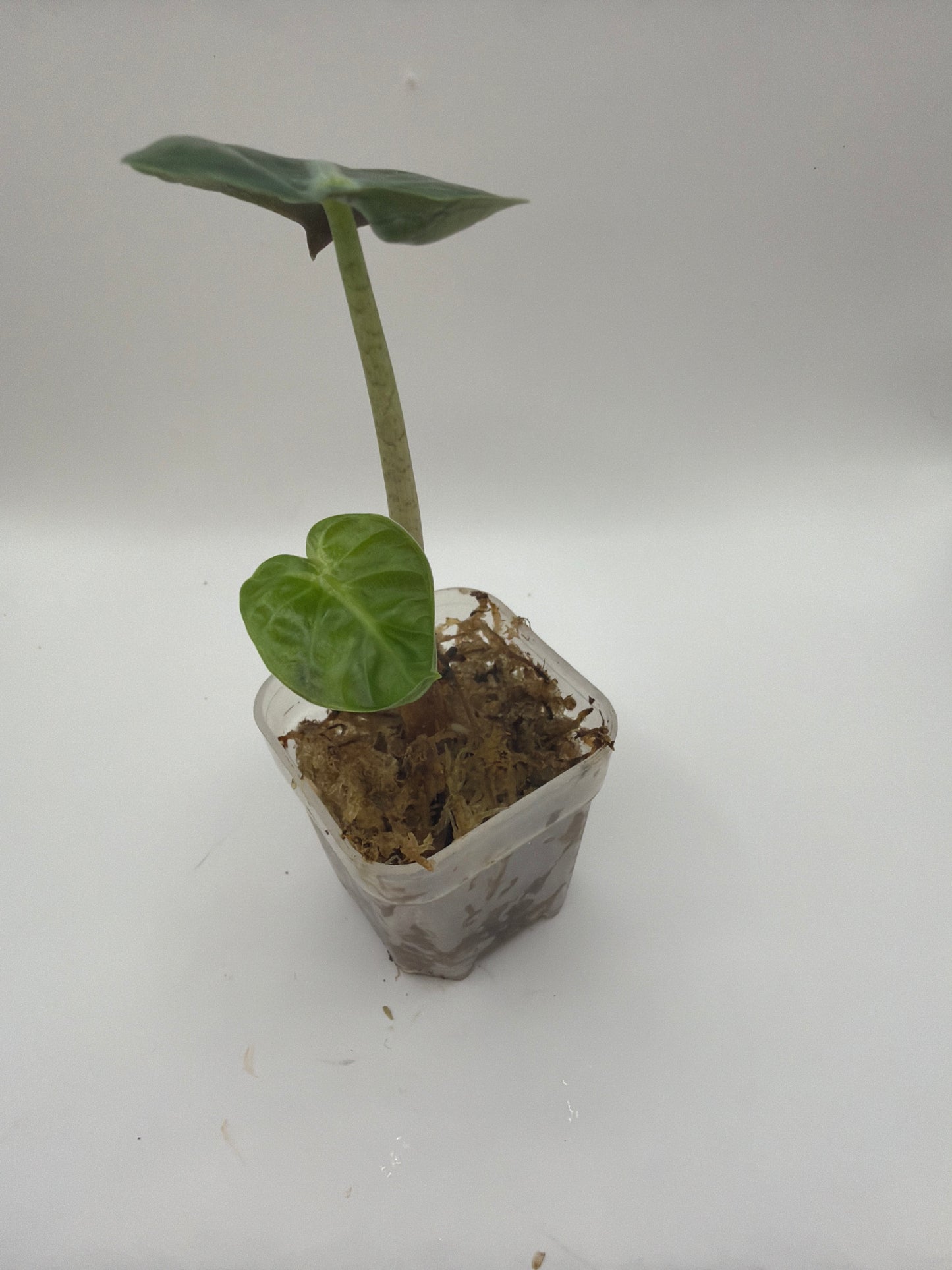Alocasia Balloon Heart