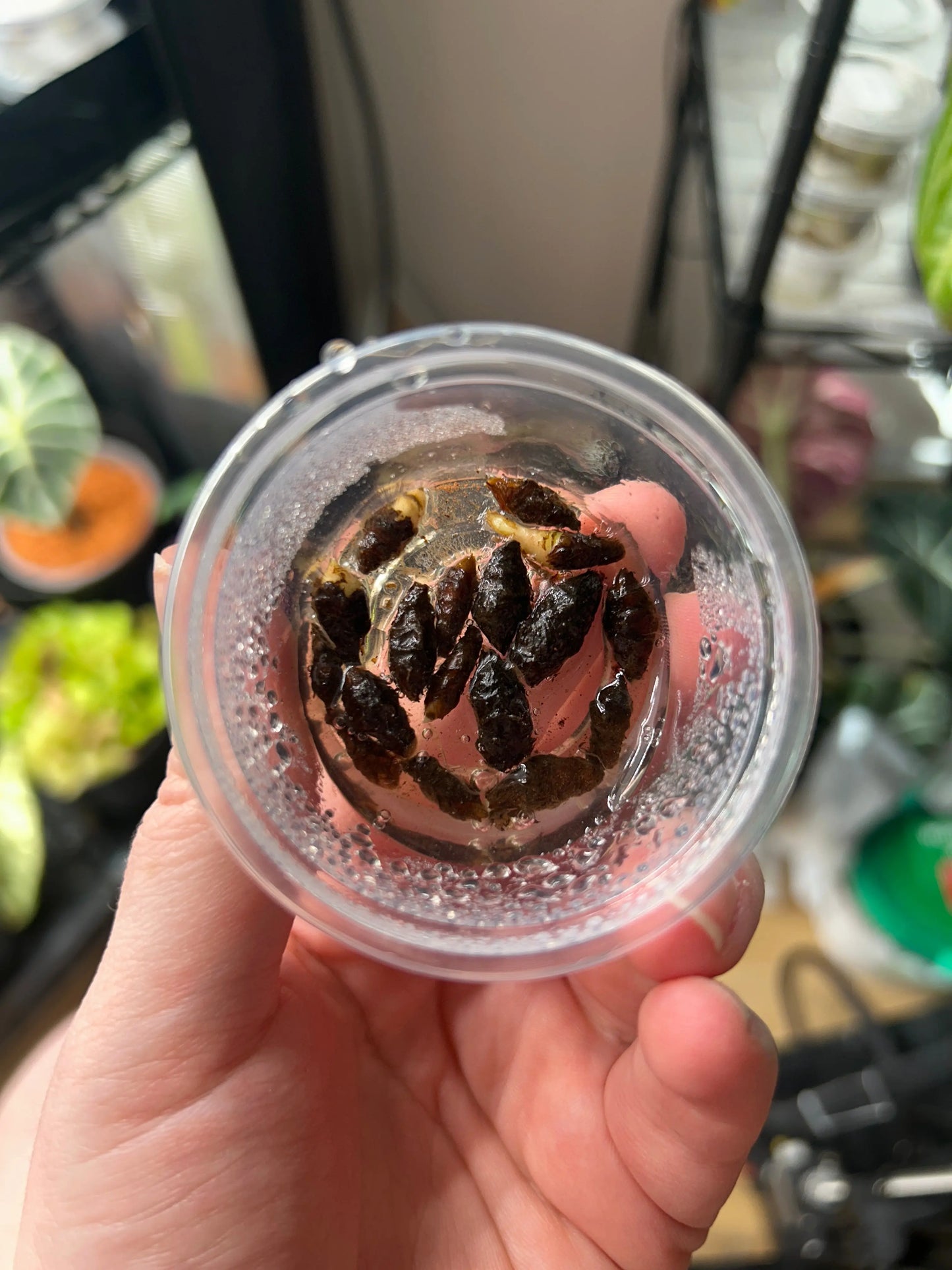 Alocasia Jacklyn Rhizom - annikas_plantland