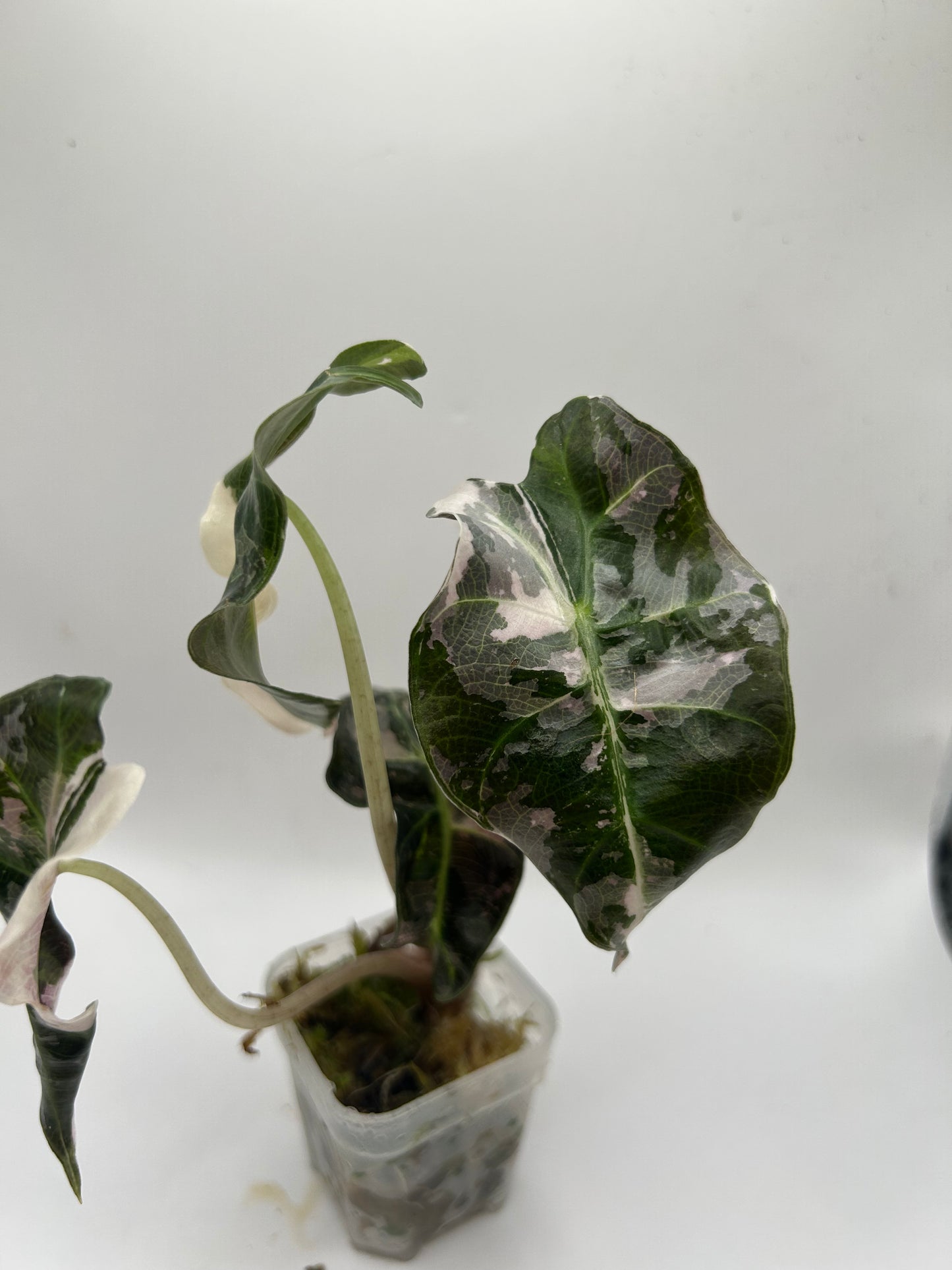 Alocasia Polly Snowflake