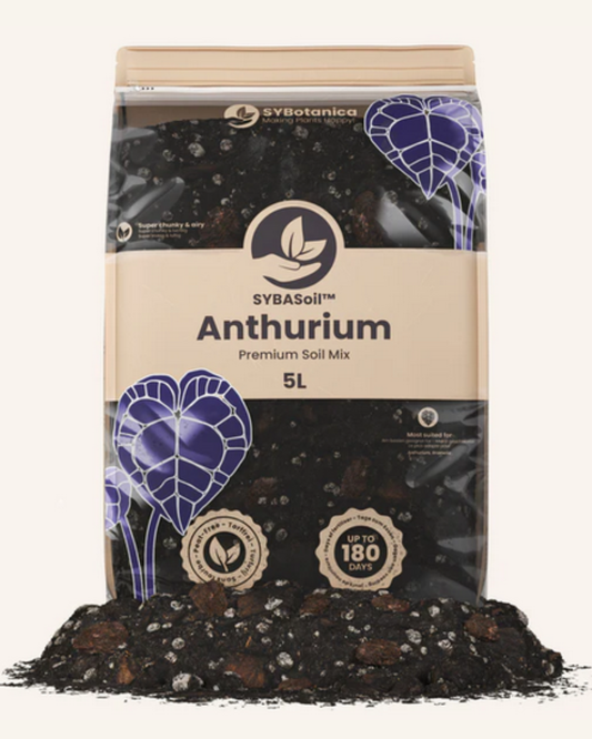 SYBotanica Anthurium Mix